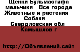 Щенки Бульмастифа мальчики - Все города Животные и растения » Собаки   . Свердловская обл.,Камышлов г.